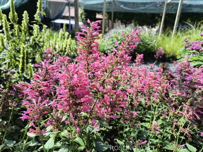 Kłosowiec 'Morello' (Agastache hybrida)