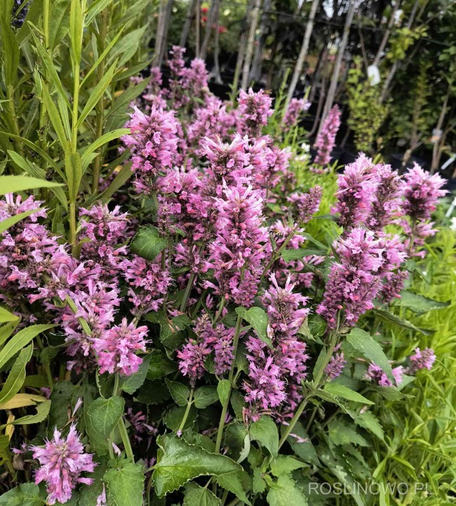Kłosowiec pomarszczony 'Rosie Posie' (Agastache rugosa)