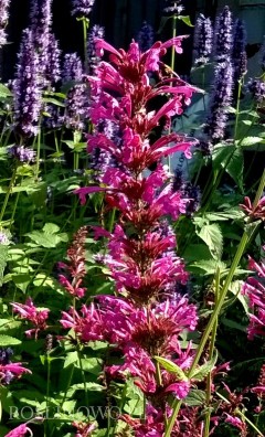 Kłosowiec 'Summer Love' (Agastache hybrida)