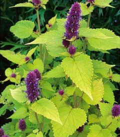 Kłosowiec anyżowy ‘Golden Jubilee’ (Agastache foeniculum 'Golden Jubilee')