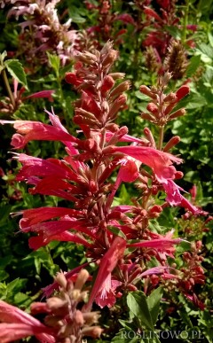 Kłosowiec ‘Raspberry Summer’ (Agastache x hybrida) 