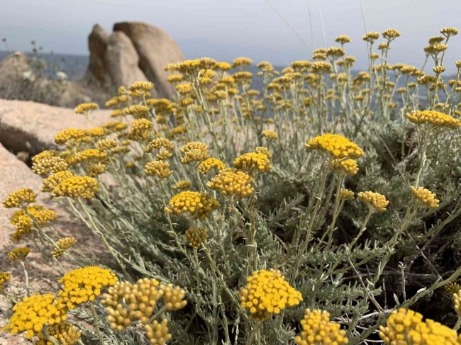 Kocanki włoskie 'Korma' (Helichrysum italicum)