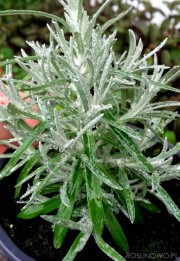 Kocanki włoskie (Helichrysum italicum)