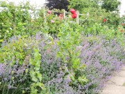 Kocimiętka Faassena 'Pursian Blue' (Nepeta x  faassenii) 