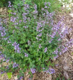 Kocimiętka Faassena 'Pursian Blue' (Nepeta x  faassenii) 