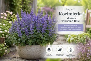 Kocimiętka Faassena 'Pursian Blue' (Nepeta x  faassenii) 