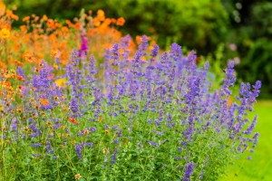 Kocimiętka Faassena (Nepeta x fassenii) 