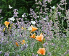 Kocimiętka 'Six Hills Gold' (Nepeta faassenii) 