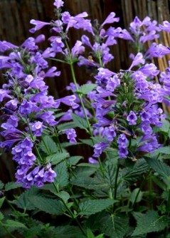 Kocimiętka 'Blue Dragon' (Nepeta)