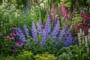Kocimiętka ‘Blue Planet’ (Nepeta)