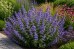Kocimiętka ‘Blue Planet’ (Nepeta)