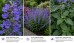 Kocimiętka ‘Blue Planet’ (Nepeta)