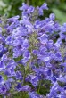 Kocimiętka ‘Blue Planet’ (Nepeta)