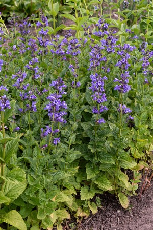 Kocimiętka ‘Blue Planet’ (Nepeta)