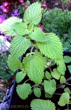 Kocimiętka Fasena 'Limelight' (Nepeta Faassenii)