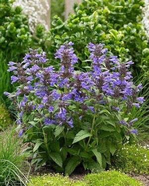 Kocimiętka 'Neptune' (Nepeta kubanica)
