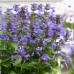 Kocimiętka 'Neptune' (Nepeta kubanica)