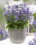 Kocimiętka 'Neptune' (Nepeta kubanica)