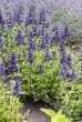 Kocimiętka 'Neptune' (Nepeta kubanica)