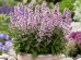 Kocimiętka 'Serena Wild Orchid' (Nepeta siberica) 