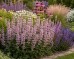 Kocimiętka 'Serena Wild Orchid' (Nepeta siberica) 