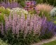 Kocimiętka 'Serena Wild Orchid' (Nepeta siberica) 