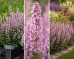 Kocimiętka 'Serena Wild Orchid' (Nepeta siberica) 