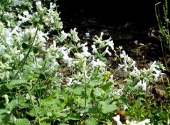 Kocimiętka Fasena 'Snowflake' (Nepeta fassennii)