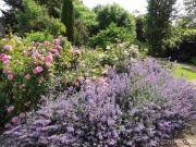 Kocimiętka 'Walker's Low' (Nepeta x  fassenii) 