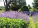 Kocimiętka 'Walker's Low' (Nepeta x  fassenii) 