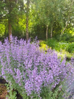 Kocimiętka 'Walker's Low' (Nepeta x  fassenii) zestaw 10 sztuk