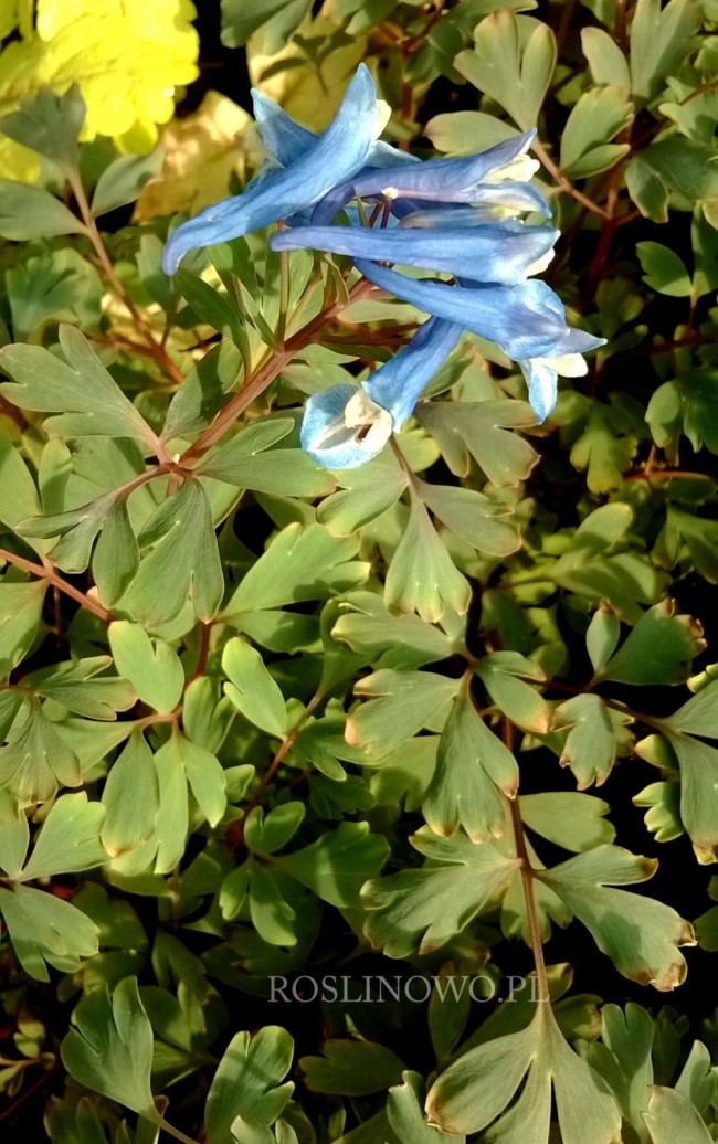 Kokorycz 'Blue Heron' (Corydalis curviflora)