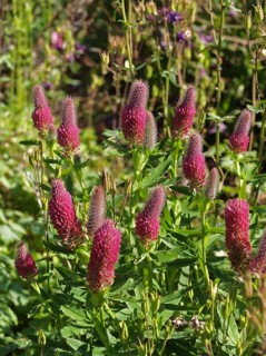 Koniczyna długokłosowa 'Red Feathers' (Trifolium rubens 'Red Feathers')