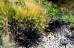 Konwalnik płaskopędowy 'Niger' (Ophiopogon planiscapus) CZARNA TRAWA - zestaw 10 sztruk