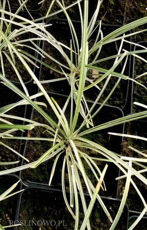 Konwalnik japoński 'Silver Mist' (Ophiopogon japonicum 'Silver Mist')