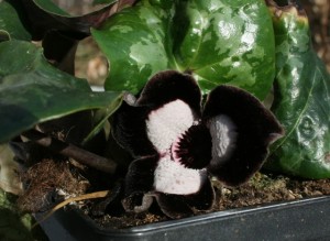 Kopytnik 'Giant' (Asarum maximum Giant)