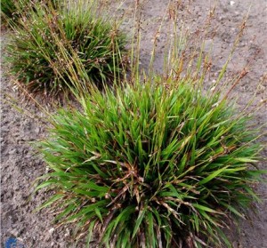 Kosmatka owłosiona ‘Igel’ - Luzula pilosa 