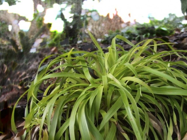 Kosmatka olbrzymia ‘Select’ (Luzula sylvatica)