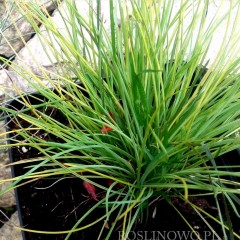 Kostrzewa sina 'Golden Toupee' (Festuca glauca)