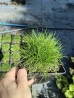 Kostrzewa Gautiera 'Pic Carlit' (Festuca gautieri 'Pic Carlit')