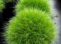 Kostrzewa Gautiera 'Pic Carlit' (Festuca gautieri 'Pic Carlit')