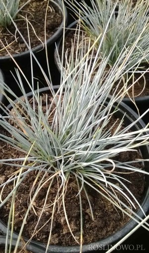 Kostrzewa popielata 'Zwergrnkoning' (Festuca cinerea)