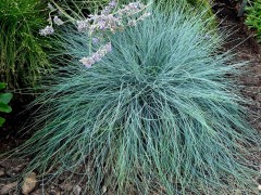 Kostrzewa walezyjska 'Glaucantha' (Festuca valesiaca)