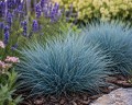 Kostrzewa sina ‘Blue Select’ (Festuca glauca)