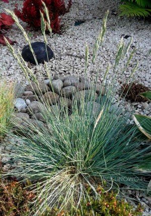 Kostrzewa sina ‘Blue Select’ (Festuca glauca)