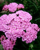 Krwawnik pospolity 'Apple Blossom' (Achillea millefolium)