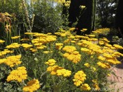 Krwawnik wiązówkowaty 'Cloth of Gold' (Achillea filipendulina) ZESTAW 10 SZTUK