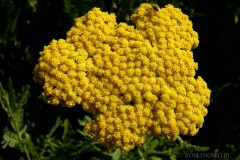 Krwawnik wiązówkowaty 'Cloth of Gold' (Achillea filipendulina) ZESTAW 10 SZTUK