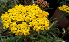 Krwawnik kutnerowaty 'Aurea' (Achillea tomentosa) 