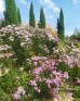 Krwawnik pospolity ‘Pretty Belinda’ (Achillea millefolium) 